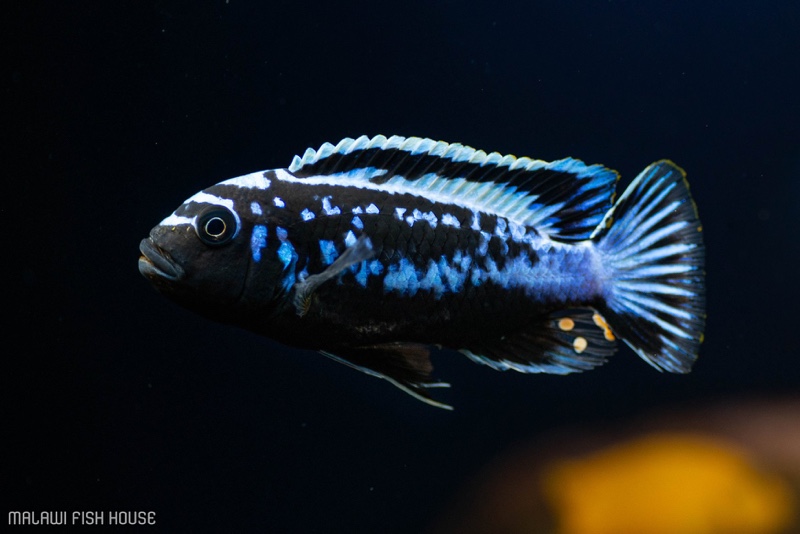 Maylandia sp. 'msobo' Magunga